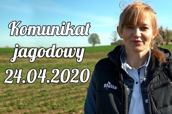 Komunikat jagodowy 24.04.2020/ Regeneracja upraw po stresach mrozowych. Początek kwitnienia